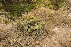 Aeonium haworthii