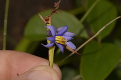 Dianella congesta