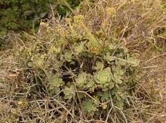 Aeonium haworthii
