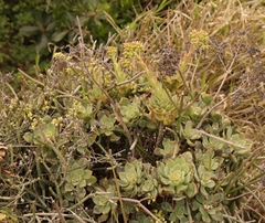 Aeonium haworthii
