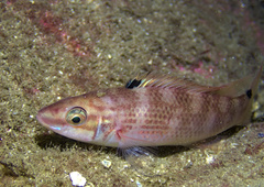 Ctenolabrus rupestris