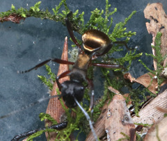 Polyrhachis rufifemur