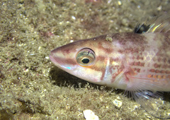 Ctenolabrus rupestris