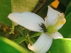Tetragonula carbonaria