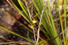 Pseudanthus orientalis
