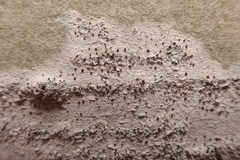 Lecania dubitans