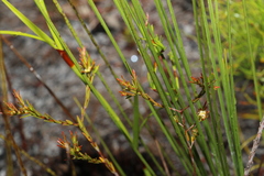 Pseudanthus orientalis