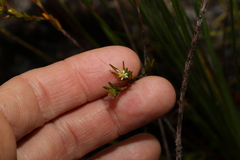 Pseudanthus orientalis