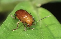 Galerucinae