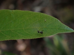 Eucharitidae