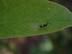 Eucharitidae