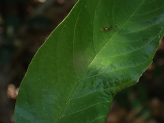 Eucharitidae