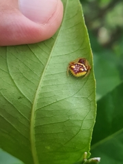 Poecilopachys australasia