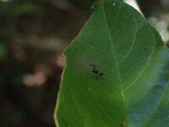 Eucharitidae