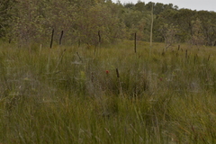 Melaleuca pachyphylla