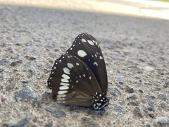 Euploea core corinna