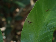 Eucharitidae