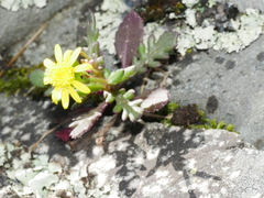 Senecio lautus