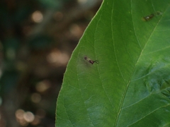Eucharitidae