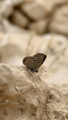 Freyeria trochylus