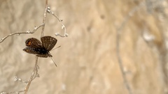 Freyeria trochylus