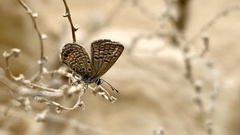 Freyeria trochylus