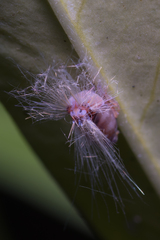 Scolypopa