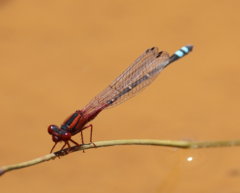 Xanthagrion erythroneurum