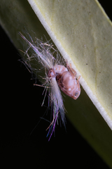 Scolypopa