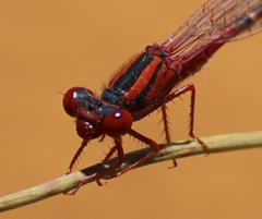 Xanthagrion erythroneurum
