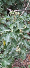 Hedera helix