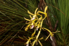 Dipodium hamiltonianum