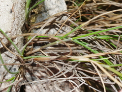 Festuca multinodis
