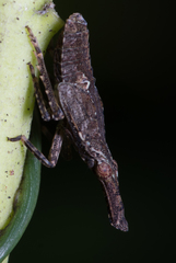 Eurinopsyche obscurata