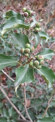 Hedera helix