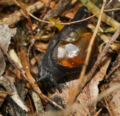 Helicarion cuvieri