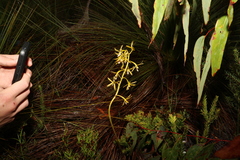 Dipodium hamiltonianum