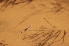 Xanthagrion erythroneurum