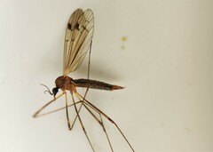 Dicranomyia