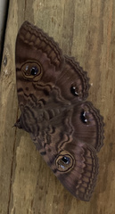 Speiredonia spectans