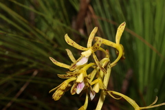 Dipodium hamiltonianum