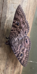 Speiredonia spectans