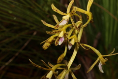 Dipodium hamiltonianum