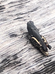 Cirphula pyrrhocnemis