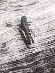 Cirphula pyrrhocnemis