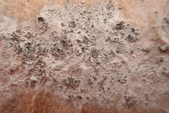 Lecania dubitans