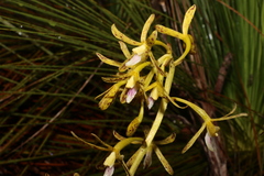 Dipodium hamiltonianum
