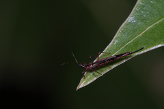 Thysanoptera