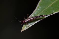 Thysanoptera