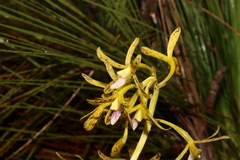 Dipodium hamiltonianum